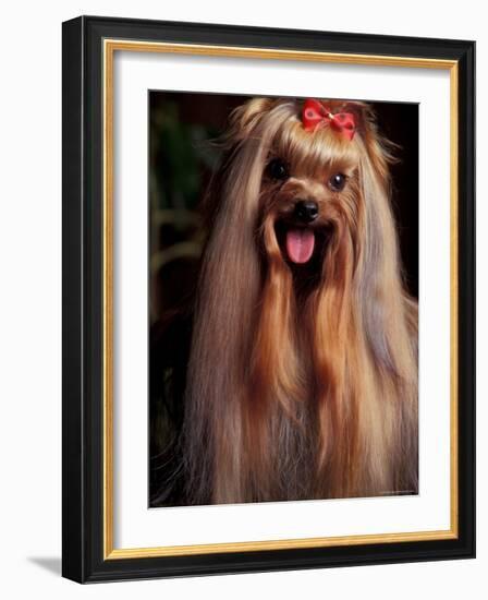 Yorkshire Terrier with Hair Tied up and Panting-Adriano Bacchella-Framed Photographic Print