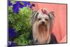 Yorkshire Terrier with potted flowers-Zandria Muench Beraldo-Mounted Photographic Print