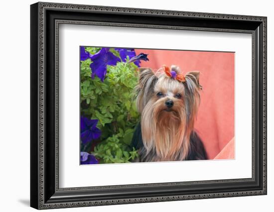 Yorkshire Terrier with potted flowers-Zandria Muench Beraldo-Framed Photographic Print