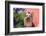 Yorkshire Terrier with potted flowers-Zandria Muench Beraldo-Framed Photographic Print