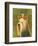 Yorkshire Terrier-John Golden-Framed Art Print