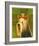 Yorkshire Terrier-John Golden-Framed Art Print