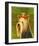 Yorkshire Terrier-John Golden-Framed Art Print