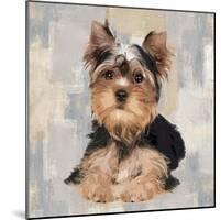 Yorkshire Terrier-Keri Rodgers-Mounted Giclee Print