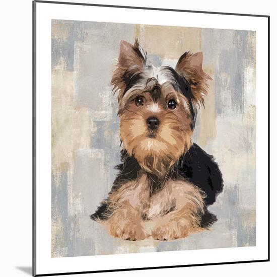Yorkshire Terrier-Keri Rodgers-Mounted Giclee Print