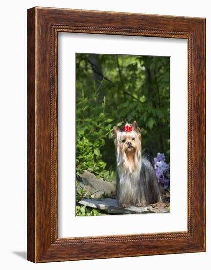 Yorkshire Terrier-Lynn M^ Stone-Framed Photographic Print