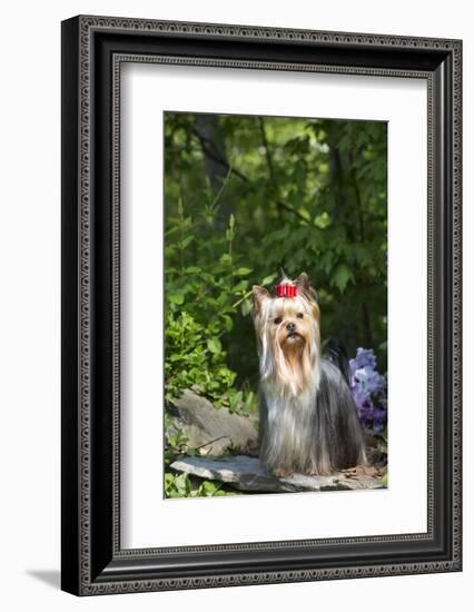 Yorkshire Terrier-Lynn M^ Stone-Framed Photographic Print