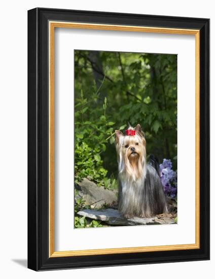 Yorkshire Terrier-Lynn M^ Stone-Framed Photographic Print