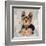 Yorkshire Terrier-Keri Rodgers-Framed Art Print