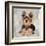 Yorkshire Terrier-Keri Rodgers-Framed Art Print