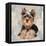 Yorkshire Terrier-Keri Rodgers-Framed Stretched Canvas