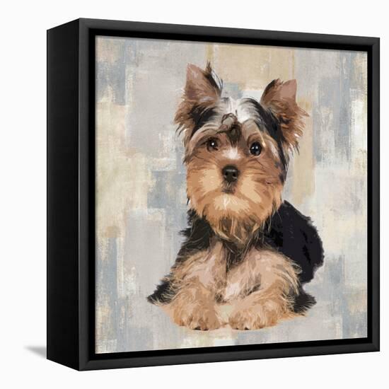 Yorkshire Terrier-Keri Rodgers-Framed Stretched Canvas