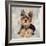 Yorkshire Terrier-Keri Rodgers-Framed Art Print