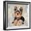 Yorkshire Terrier-Keri Rodgers-Framed Art Print