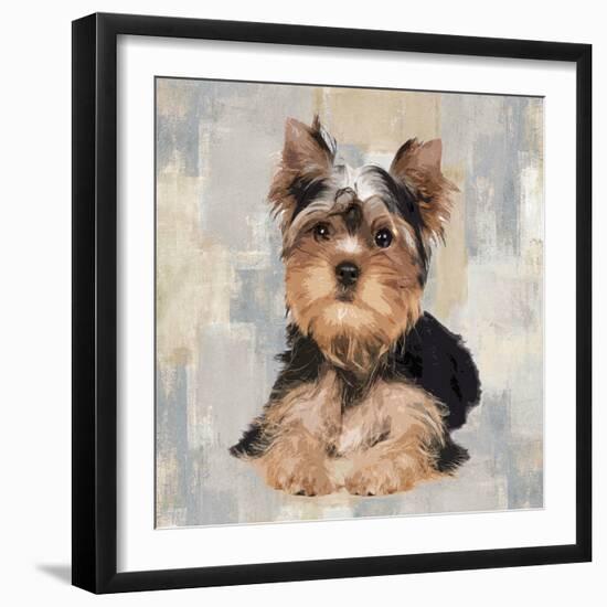 Yorkshire Terrier-Keri Rodgers-Framed Art Print