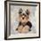 Yorkshire Terrier-Keri Rodgers-Framed Art Print