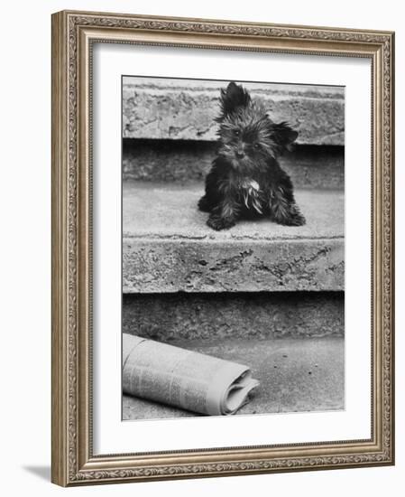 Yorkshire Terriers-Nina Leen-Framed Photographic Print