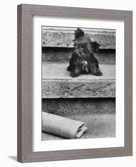 Yorkshire Terriers-Nina Leen-Framed Photographic Print