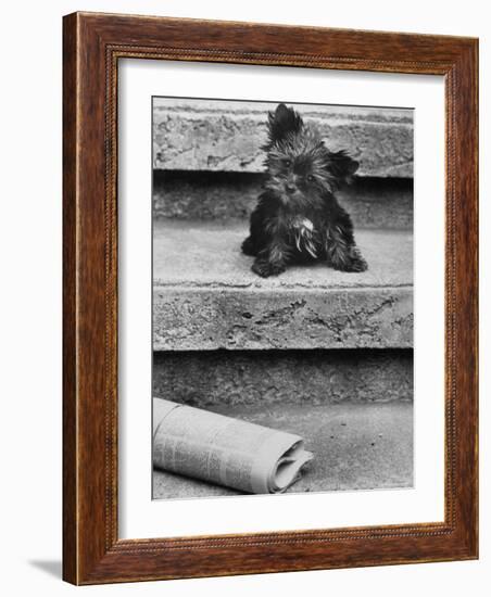 Yorkshire Terriers-Nina Leen-Framed Photographic Print