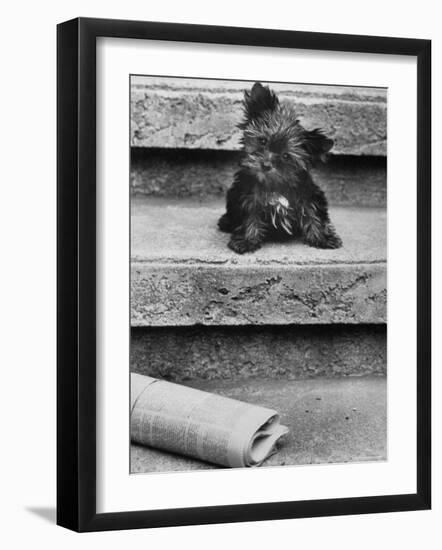 Yorkshire Terriers-Nina Leen-Framed Photographic Print