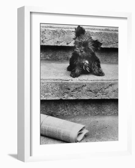 Yorkshire Terriers-Nina Leen-Framed Photographic Print