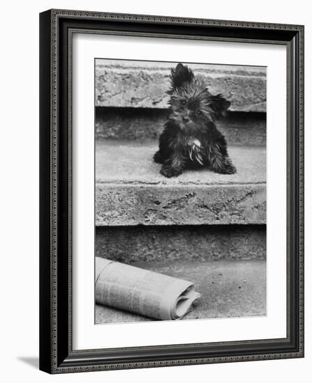 Yorkshire Terriers-Nina Leen-Framed Photographic Print