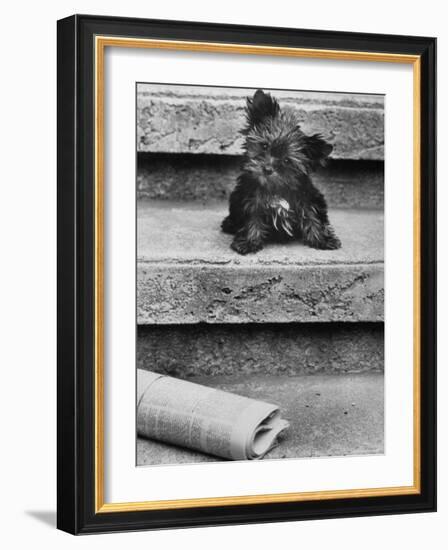 Yorkshire Terriers-Nina Leen-Framed Photographic Print