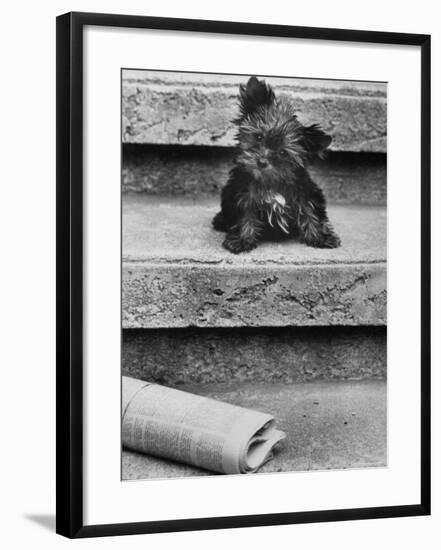 Yorkshire Terriers-Nina Leen-Framed Photographic Print