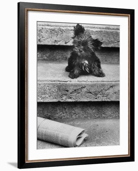 Yorkshire Terriers-Nina Leen-Framed Photographic Print