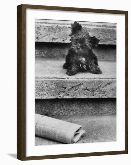 Yorkshire Terriers-Nina Leen-Framed Photographic Print