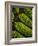 Yorkshire, Yorkshire Dales, Leaves in Closeup on the Yorkshire Dales National Park, England-Paul Harris-Framed Photographic Print