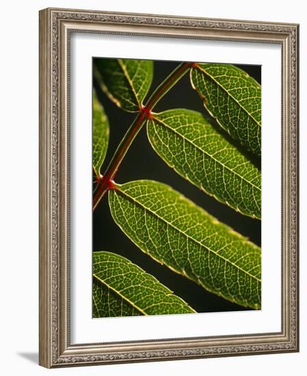 Yorkshire, Yorkshire Dales, Leaves in Closeup on the Yorkshire Dales National Park, England-Paul Harris-Framed Photographic Print