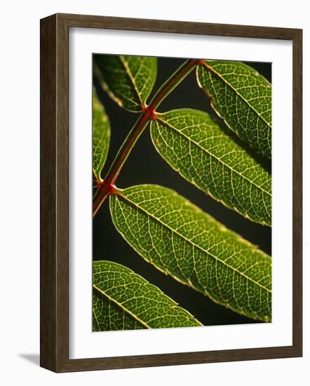 Yorkshire, Yorkshire Dales, Leaves in Closeup on the Yorkshire Dales National Park, England-Paul Harris-Framed Photographic Print