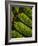 Yorkshire, Yorkshire Dales, Leaves in Closeup on the Yorkshire Dales National Park, England-Paul Harris-Framed Photographic Print