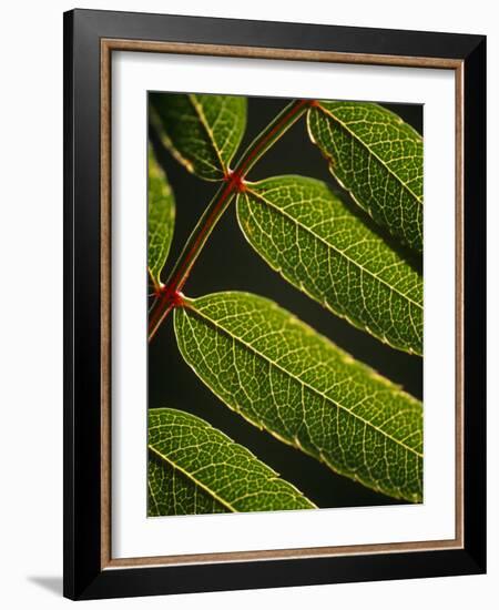 Yorkshire, Yorkshire Dales, Leaves in Closeup on the Yorkshire Dales National Park, England-Paul Harris-Framed Photographic Print