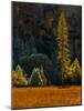 Yosemite Chapel-Steven Maxx-Mounted Photographic Print