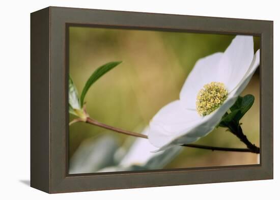 Yosemite Dogwood Design-Vincent James-Framed Premier Image Canvas