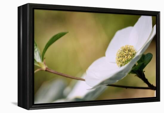 Yosemite Dogwood Design-Vincent James-Framed Premier Image Canvas