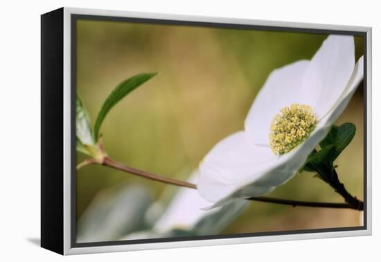 Yosemite Dogwood Design-Vincent James-Framed Premier Image Canvas