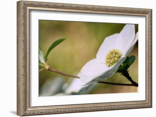 Yosemite Dogwood Design-Vincent James-Framed Photographic Print