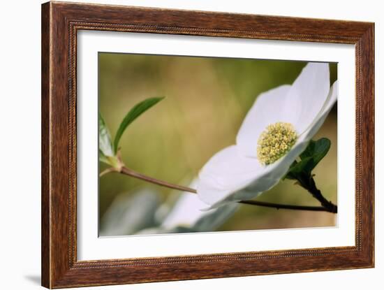 Yosemite Dogwood Design-Vincent James-Framed Photographic Print