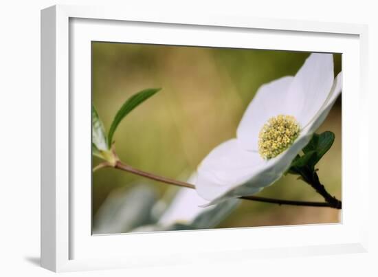 Yosemite Dogwood Design-Vincent James-Framed Photographic Print