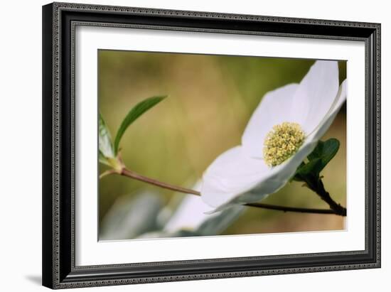 Yosemite Dogwood Design-Vincent James-Framed Photographic Print