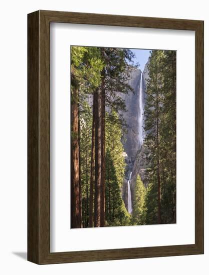 Yosemite Falls through the conifer woodlands of Yosemite Valley, California, USA. Spring (June) 201-Adam Burton-Framed Photographic Print