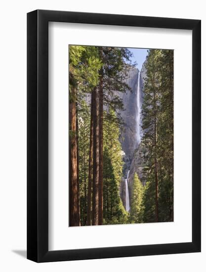 Yosemite Falls through the conifer woodlands of Yosemite Valley, California, USA. Spring (June) 201-Adam Burton-Framed Photographic Print