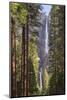 Yosemite Falls through the conifer woodlands of Yosemite Valley, California, USA. Spring (June) 201-Adam Burton-Mounted Photographic Print