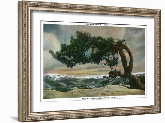 Yosemite Nat'l Park, California - Storm Scarred Pine on Sentinel Dome-Lantern Press-Framed Art Print