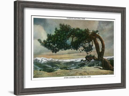 Yosemite Nat'l Park, California - Storm Scarred Pine on Sentinel Dome-Lantern Press-Framed Art Print