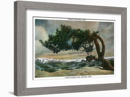 Yosemite Nat'l Park, California - Storm Scarred Pine on Sentinel Dome-Lantern Press-Framed Art Print