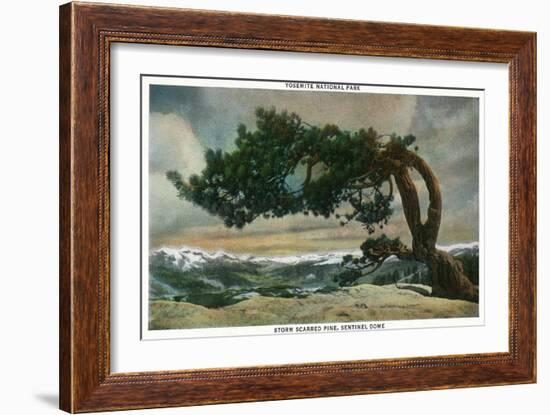 Yosemite Nat'l Park, California - Storm Scarred Pine on Sentinel Dome-Lantern Press-Framed Art Print